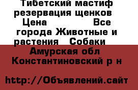 Тибетский мастиф резервация щенков › Цена ­ 100 000 - Все города Животные и растения » Собаки   . Амурская обл.,Константиновский р-н